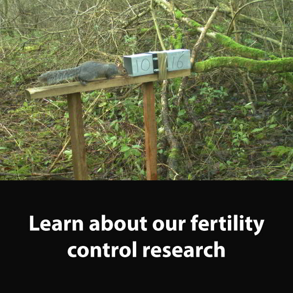 grey squirrel contraceptive bait