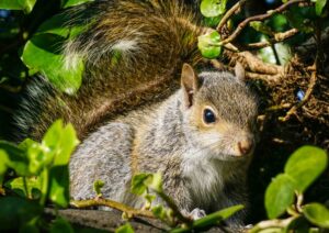 Grey squirrel by John M Green