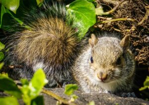 Grey squirrel by John M Green