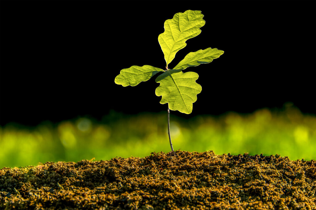 National Tree Week cover image