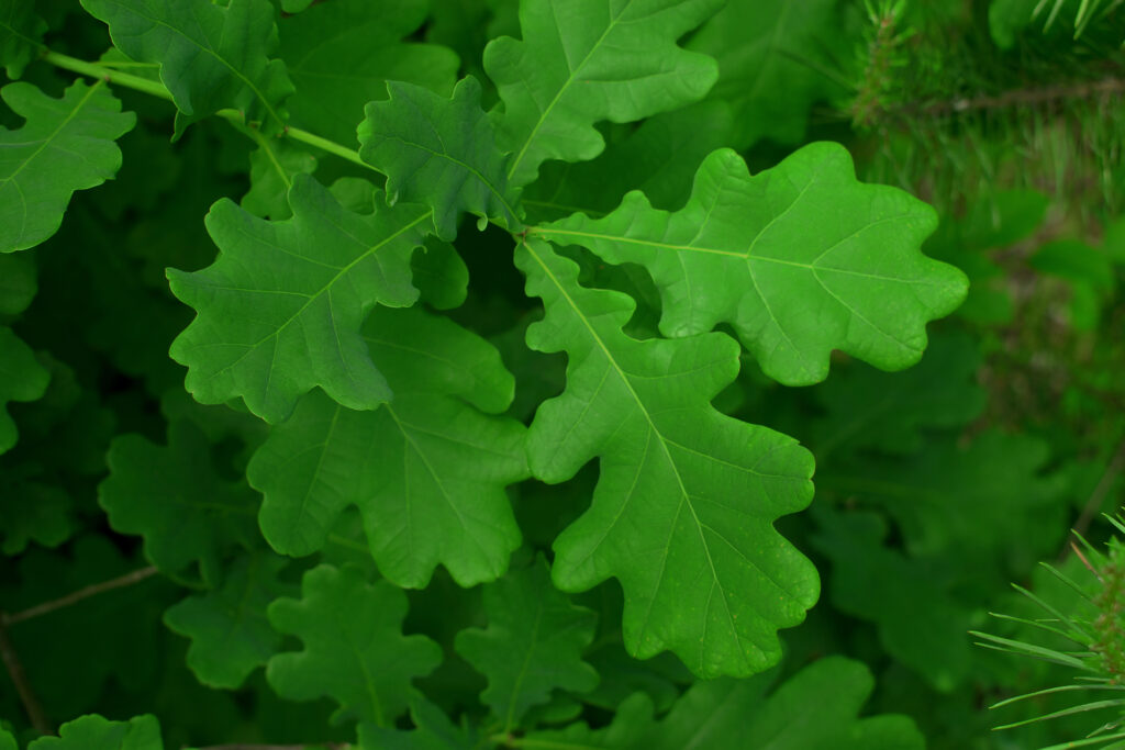 International Day of Forests cover image