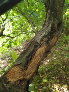 Bark stripping damage by National Forest