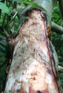 Grey squirrel bark stripping - Mid Wales - Craig Shuttleworth