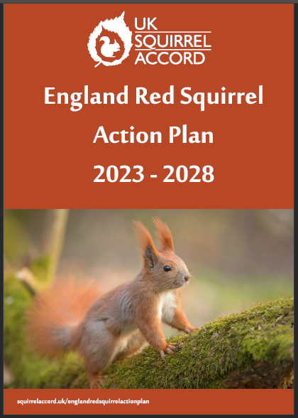 Press Notice: New action plan to save England’s red squirrels thumbnail