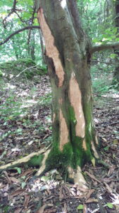 Grey squirrel bark stripping - hornbeam - Buckinghamshire - John Morris