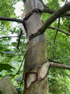 Grey squirrel bark stripping - Shropshire - Kevin Haigh