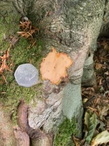 Grey squirrel bark stripping test patch - beech - Lancashire