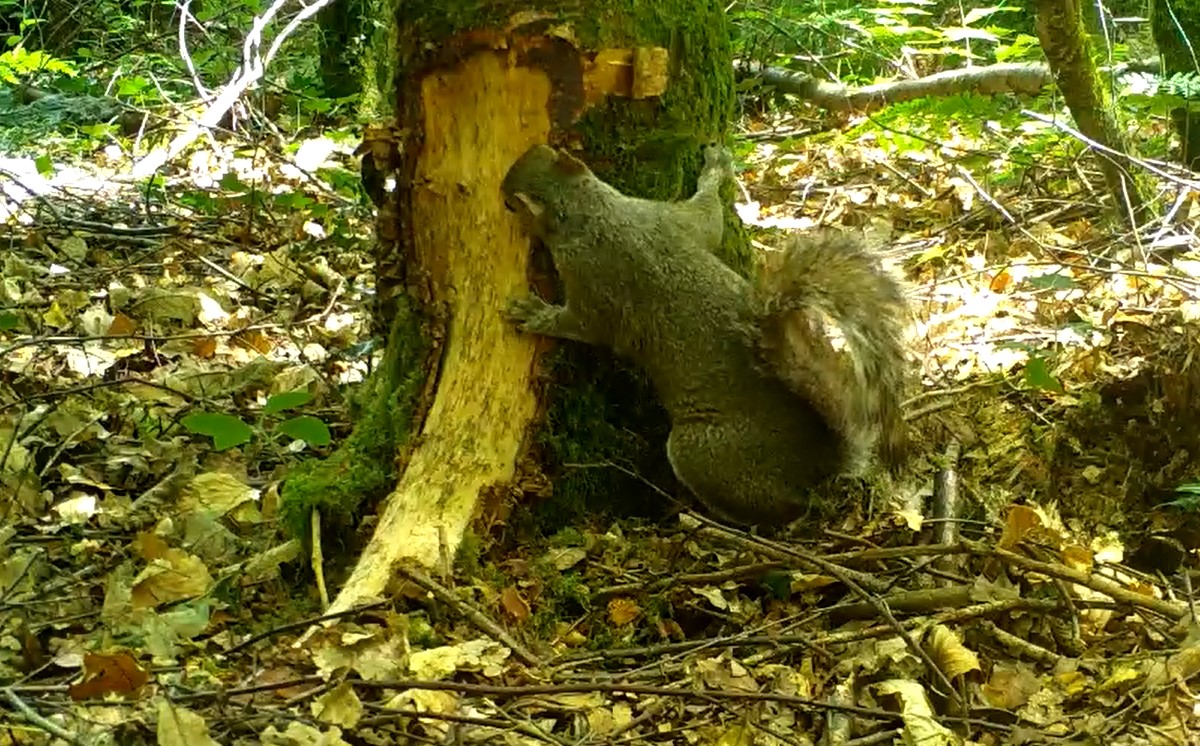 Grey squirrel tree damage evidence