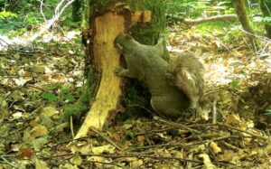 Grey squirrel actively bark stripping tree - Red Squirrel South West