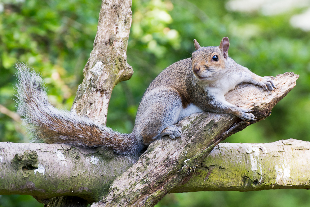 Managing invasive non-native grey squirrels to safeguard our native red squirrels and woodland biodiversity