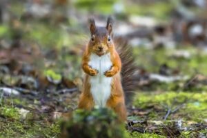 Red squirrel by Nicholas Box