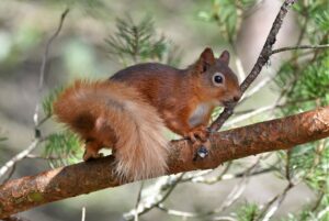 Red squirrel by Gary Bruce Highland Photographer