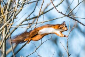 Red squirrel at Hauxley Nature Reserve by Nicholas Box