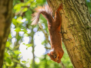 Red squirrel at Formby by Dave Bennion