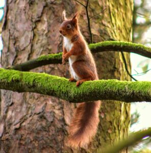 Red squirrel by Aaron Murray