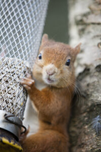 Red squirrel by Adrian Kirby