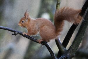 Red squirrel by Adrian Kirby