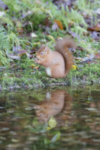 Red squirrel by Adrian Kirby