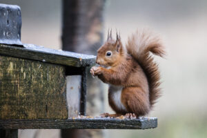 Red squirrel by Adrian Kirby