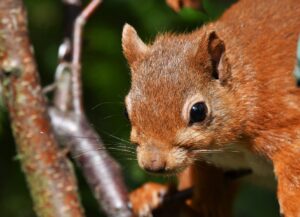 Red squirrel by Gary Bruce Highland Photographer