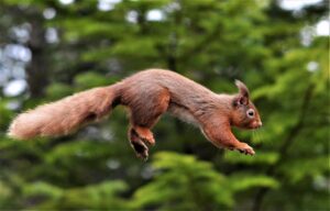 Red squirrel by Gary Bruce Highland Photographer