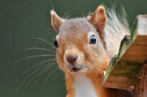 Red squirrel by Gary Bruce Highland Photographer