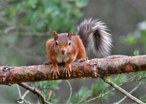 Red squirrel by Gary Bruce Highland Photographer