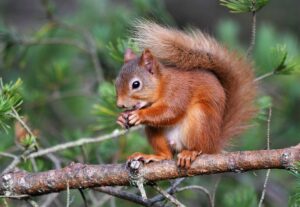 Red squirrel by Gary Bruce Highland Photographer