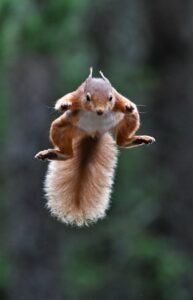 Red squirrel by Gary Bruce Highland Photographer