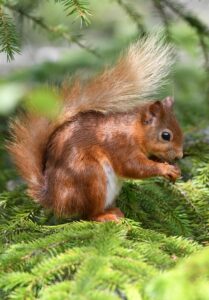 Red squirrel by Gary Bruce Highland Photographer