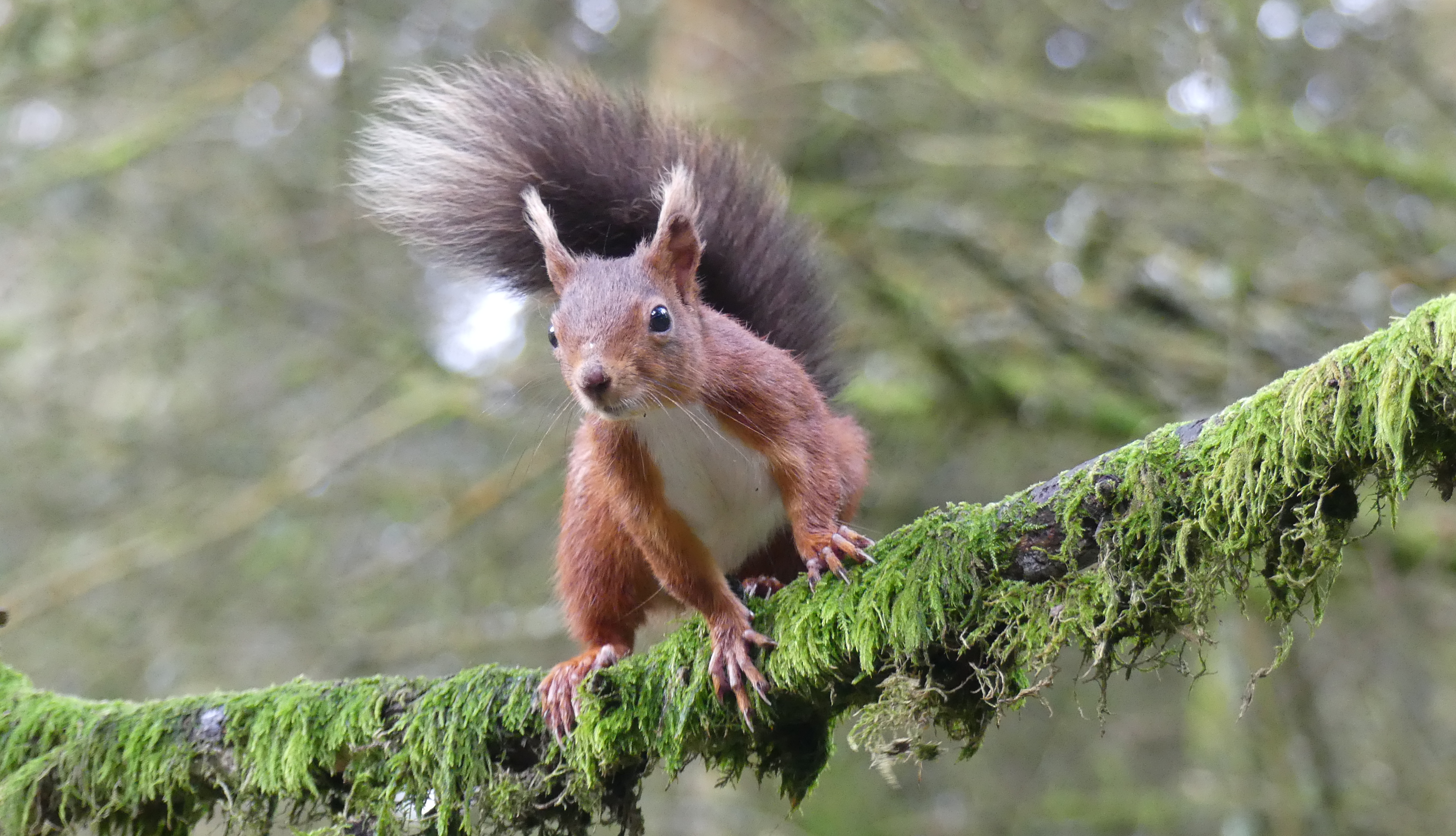 Saving the red squirrel – an update from the field