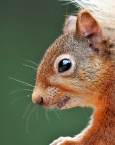 Red squirrel close up by Gary Bruce Highland Photographer