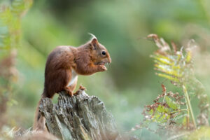 Red squirrel eating by Andy Jackson