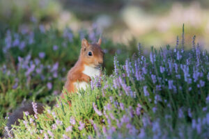 Red squirrel in heather by Andy Jackson