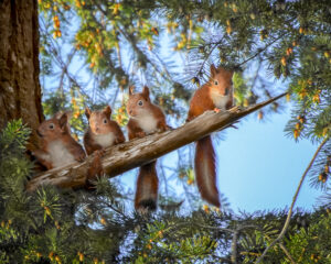 Red squirrel kits at Montalto Estate by Wilson Johnston