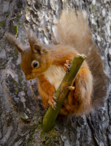 Red squirrel by Hazel Clark