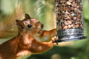 Red squirrel on feeder by Gary Bruce Highland Photographer