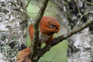 Red squirrel washing by Gary Bruce Highland Photographer