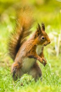 Red squirrel by Nicholas Box