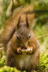 Red squirrel by Nicholas Box