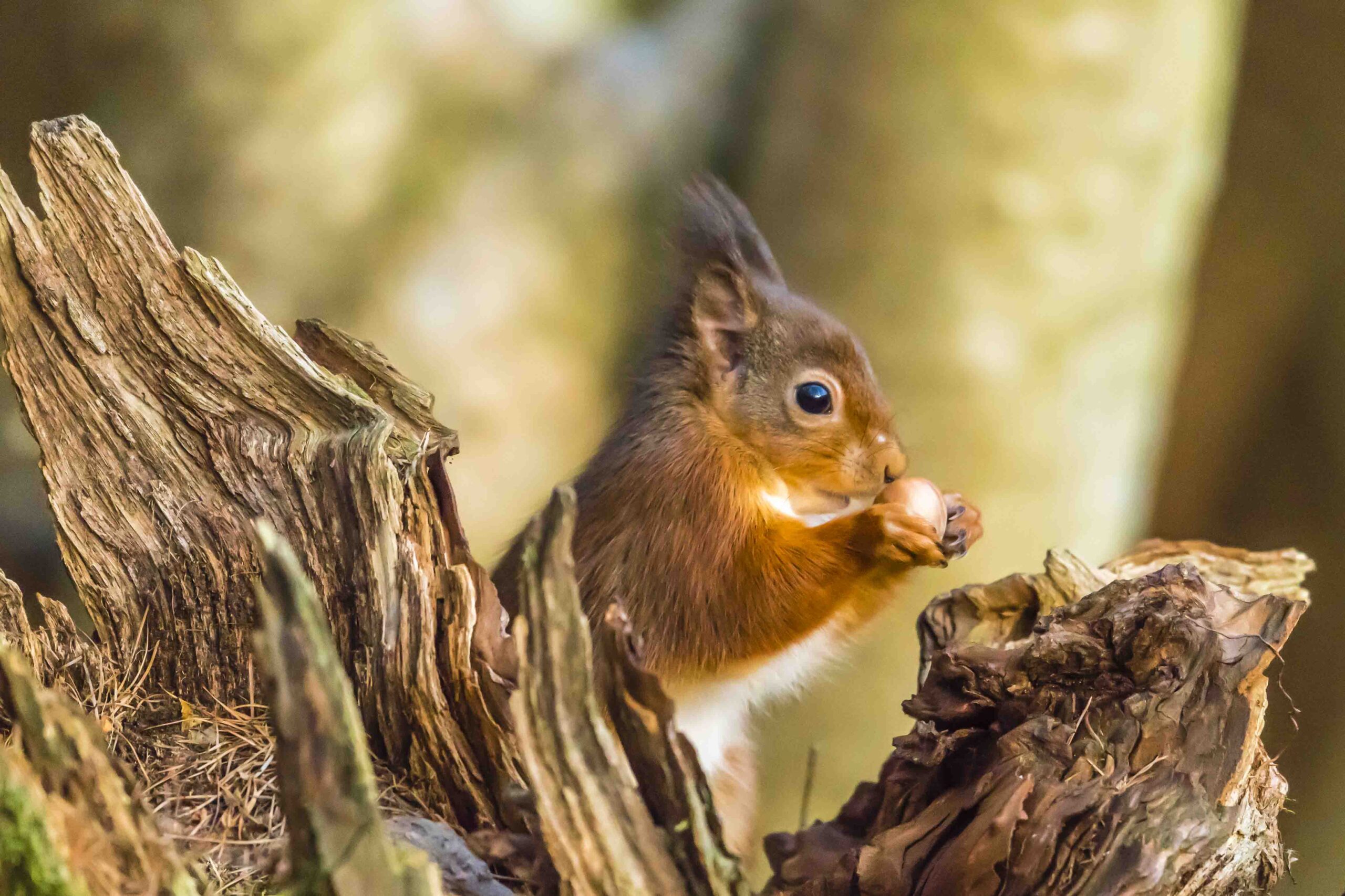 Red squirrel by Nicholas Box