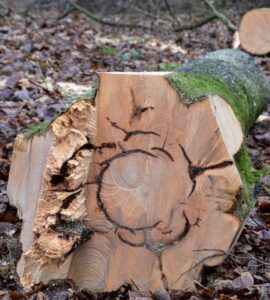 Grey squirrel damage on beech by John Morris