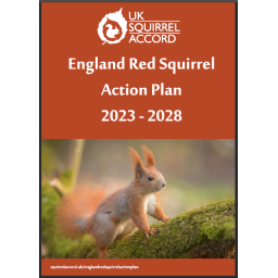 England Red Squirrel Action Plan 2023-2028