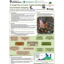 Grey squirrel bark stripping research – research poster – Alexandra Ash