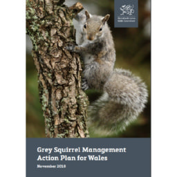 Grey squirrel management action plan for Wales 2018 – action plan – Welsh Government