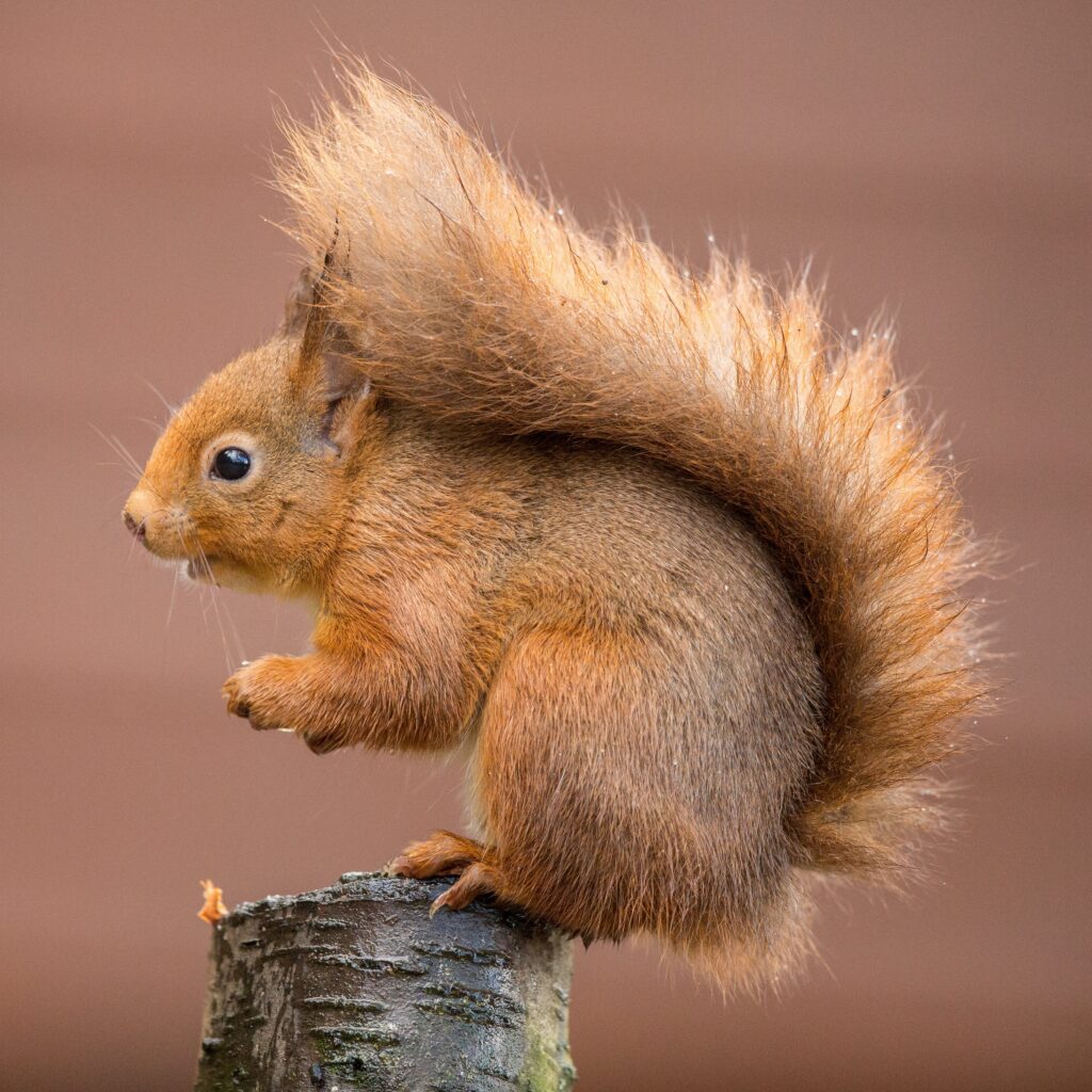 Quarter of a million squirrel records in Scotland thumbnail