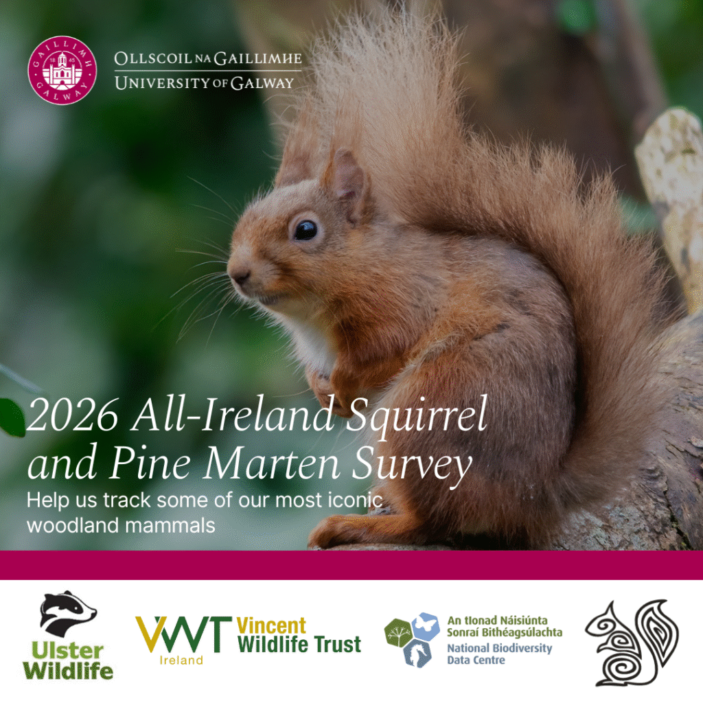 All-Ireland survey – help track squirrels & pine martens thumbnail