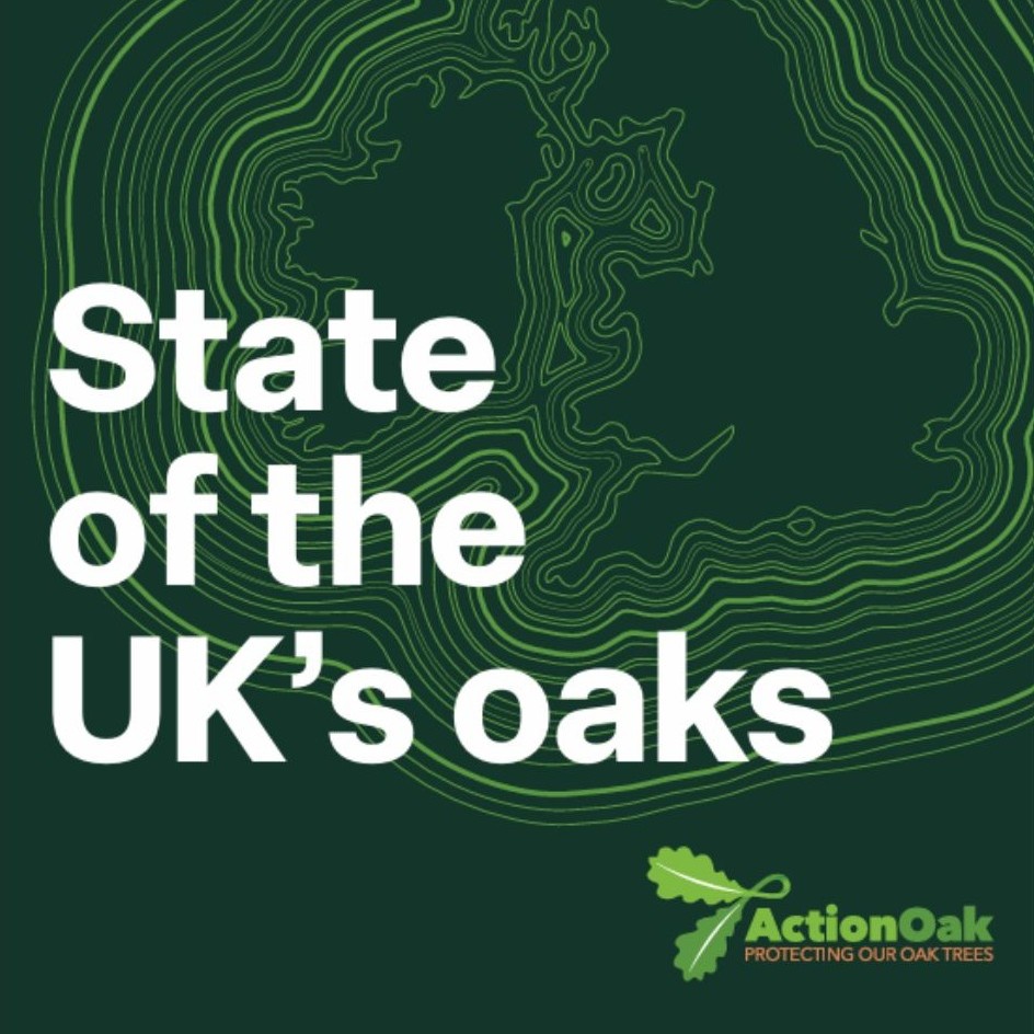 New State of the UK’s Oaks report – risks to UK oak trees thumbnail