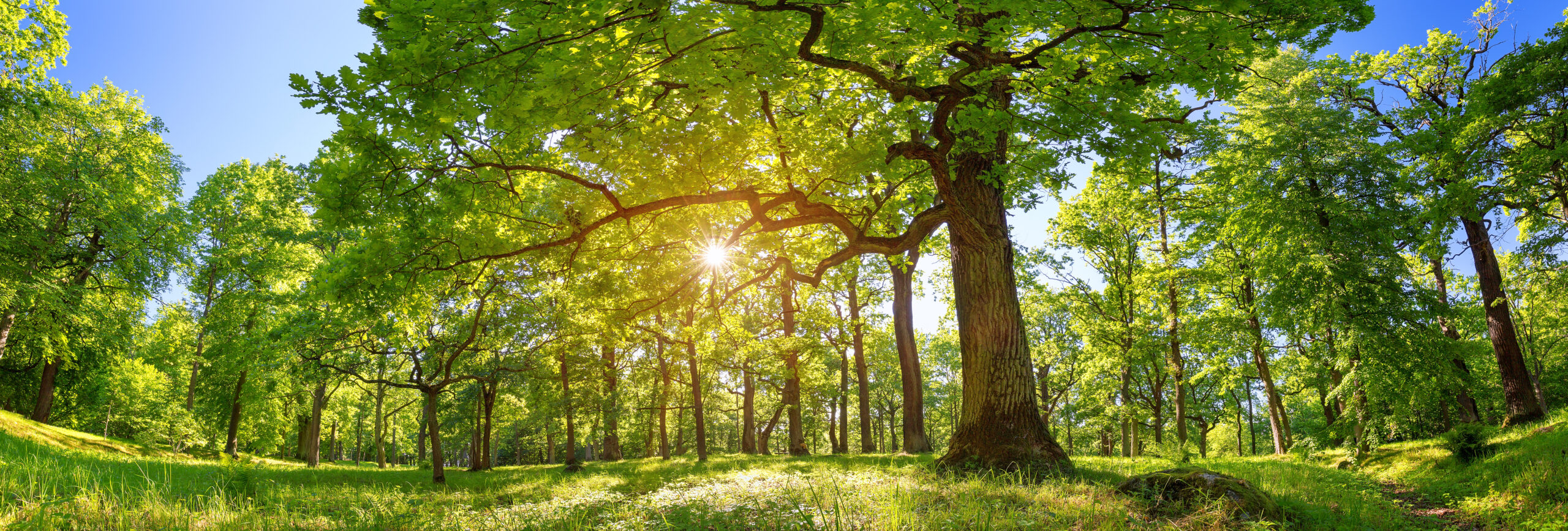 Oak trees and foliage in morning sunlight