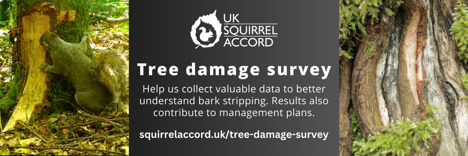 UK Squirrel Accord Tree Damage Survey image showing bark stripping in action by a grey squirrel and the damage it causes